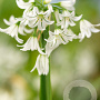 Allium triquetrum 5 cm verpakt per 100