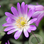 Anemone blanda 'Charmer' 5 cm verpakt per 100