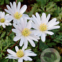 Anemone blanda 'White Splendour' verpakt per 100