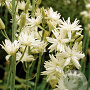 Camassia leichtlinii 'Semiplena' 14 CM verpakt per 25