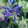 Camassia quamash verpakt per 100