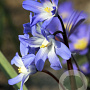 Chionodoxa luciliae 5 cm verpakt per 100