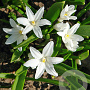 Chionodoxa luciliae 'Alba' 5 cm verpakt per 100