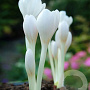Colchicum autumnale 'Album' 13 CM verpakt per 10