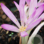 Colchicum cilicicum 20 cm verpakt per 10