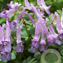 Corydalis solida 'Purple Bird' verpakt per 100
