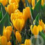 Crocus 'Golden Yellow' 8-9 cm verpakt per 100