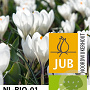 Crocus 'Jeanne D'Arc' 8-9 cm verpakt per 100