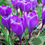 Crocus 'Remembrance' 8-9 cm verpakt per 100
