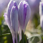 Crocus 'Vanguard' 8-9 cm verpakt per 100