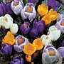 Crocus Grootbloemig gemengd 8-9 cm verpakt per 100