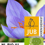 Crocus sativus 8-9 cm verpakt per 100