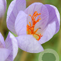 Crocus speciosus 'Conqueror' 5 cm verpakt per 100