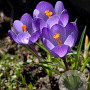 Crocus tommasinianus 5 cm verpakt per 100