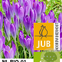 Crocus tommasinianus 'Barr's Purple' 5 cm verpakt per 100