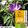 Crocus tommasinianus 'Ruby Giant' 5 cm verpakt per 100
