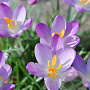 Crocus tommasinianus 'Whitewell Purple' 5 cm verpakt per 100