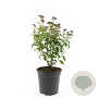 Spiraea jap. 'Crispa' GM C1.3