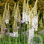 Eremurus himalaicus GM verpakt per 100