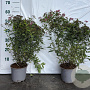 Spiraea jap. 'Froebelii' 40-60 cm 2,0L