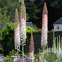 Eremurus robustus GM verpakt per 100