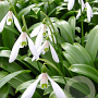 Galanthus woronowii verpakt per 100