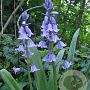 Hyacinthoides hispanica 8-10 cm verpakt per 100