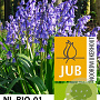 Hyacinthoides hispanica 'Excelsior' 10 cm verpakt per 100