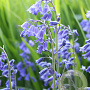 Hyacinthoides non-scripta verpakt per 100