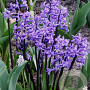 Hyacinthus 'Multiflora Blauw' GM verpakt per 25