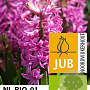 Hyacinthus 'Pink Pearl' verpakt per 50