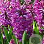 Hyacinthus 'Woodstock' verpakt per 50