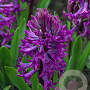Hyacinthus Purple Sensation verpakt per 50