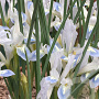 Iris reticulata 'Frozen Planet' 5-6 cm verpakt per 100