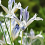 Iris reticulata 'Painted Lady' verpakt per 100