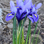 Iris (P) 'Rose Harmony' verpakt per 100