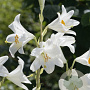 Lilium candidum 18-20 cm verpakt per 2