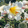 Lilium regale 18-20 cm verpakt per 2