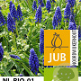 Muscari armeniacum verpakt per 100