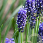 Muscari armeniacum Night Eyes verpakt per 100