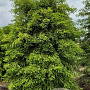 Taxodium distichum 300-325 cm draadkluit extra
