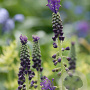 Muscari comosum verpakt per 100