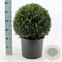 Taxus baccata 40 cm 12L bol