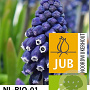 Muscari 'Joyce Spirit' verpakt per 100