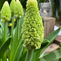 Muscari 'Lady Madonna' verpakt per 100