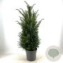 Taxus baccata 80-100 cm 10L