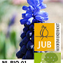 Muscari latifolium verpakt per 100