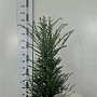 Taxus baccata 120-140 cm met kluit