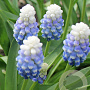 Muscari 'Mountain Lady' verpakt per 100