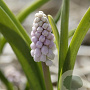 Muscari 'Pink Sunrise' 5 cm verpakt per 100